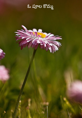 ఓ పూల కొమ్మ