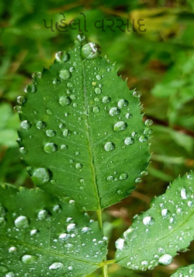 પહેલો વરસાદ