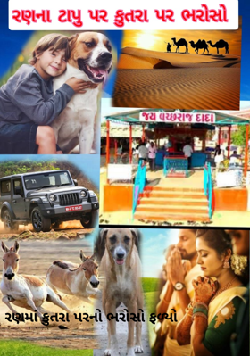 રણમાં કુતરા પરનો ભરોસો ફળ્યો 