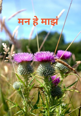 मन हे माझं