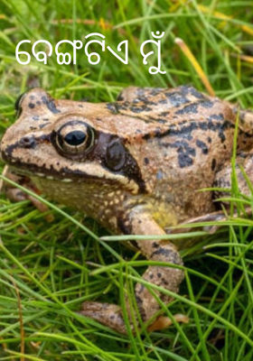 ବେଙ୍ଗଟିଏ ମୁଁ 