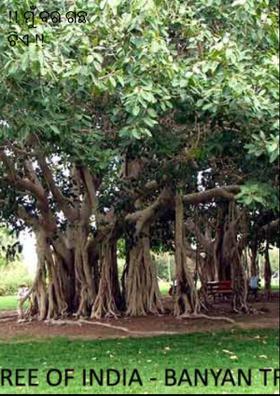 ମୁଁ ବର ଗଛ ଟିଏ