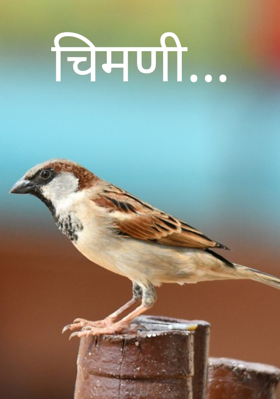 चिमणी...