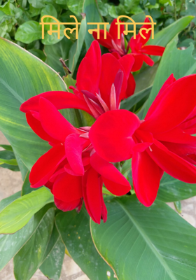 मिले ना मिले