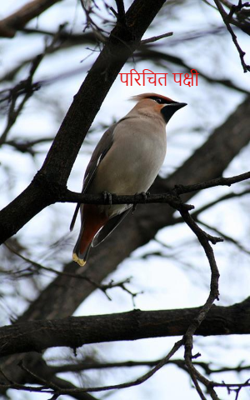                                                                परिचित पक्षी