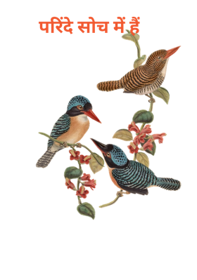परिंदे सोच में हैं