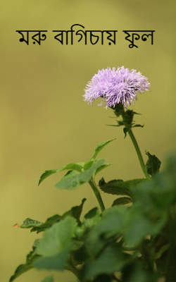 মরু বাগিচায় ফুল