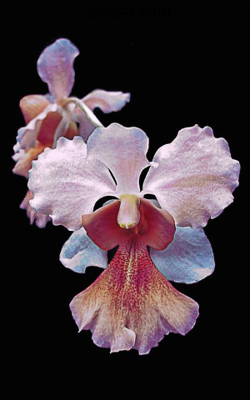 आवडता बाप्पा