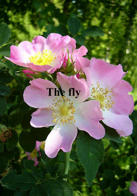 The fly