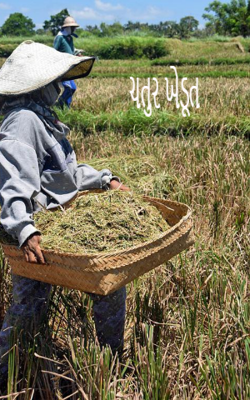 ચતુર ખેડૂત