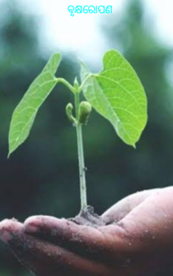 ବୃକ୍ଷରୋପଣ