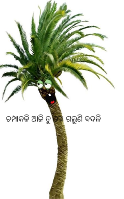 ଚମ୍ପାକଳି ଆଜି ତୁ ଲୋ ଗଲୁଣି ବଦଳି