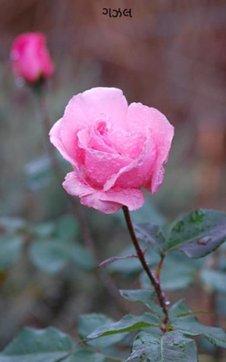 ઘણી ખમ્મા