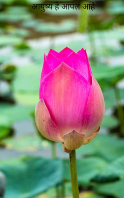 आयुष्य हे आपलं आहे