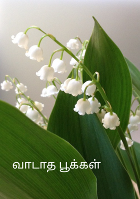 வாடாத பூக்கள்