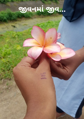 જીવનમાં જીવ