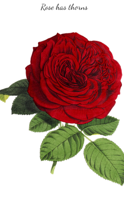 Rose has thorns