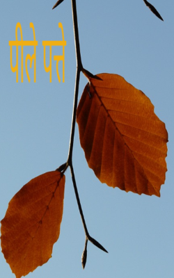 पीले पत्ते 