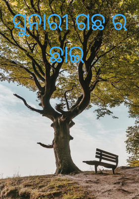 ସୁନାରୀ ଗଛ ର ଛାଇ