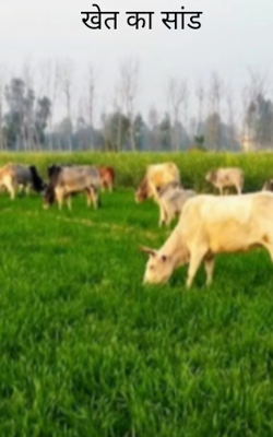 खेत का सांड