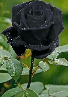 ब्लैक रोज