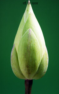 वो! एक ख्वाब