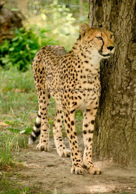 ଜିବେ  ଦୟା ନୀତି