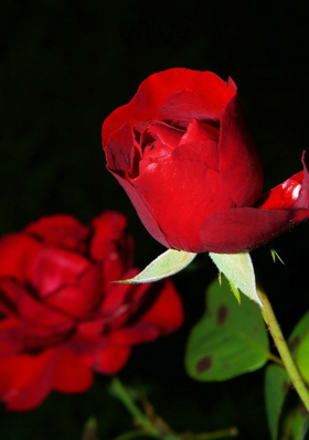 ତୁମ ସ୍ମୃତି