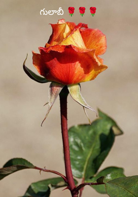 గులాబీ 🌹🌹🌹