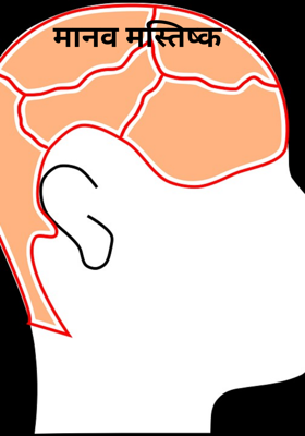 मानव मस्तिष्क 