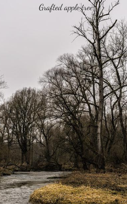 Grafted apple tree