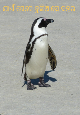 ଯାଏଁ ଘେରେ ବୁଲିଆସେ ସହର