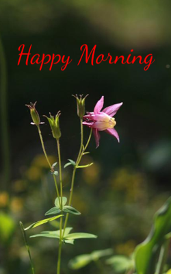 Happy Morning