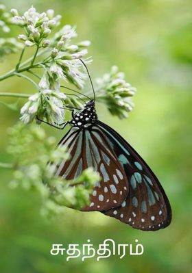 சுதந்திரம்