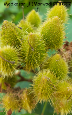 Modkasar ji (Marwadi)मोडकसर जी