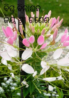 ବିଘ୍ନ ବିନାଶକ ଜୟ ଶ୍ରୀ ଗଣେଶ