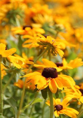 लॉक्डाउन२बारहवाँ दिन