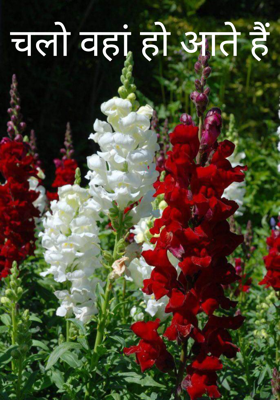 चलो वहां हो आते हैं