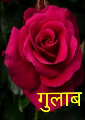 गुलाब