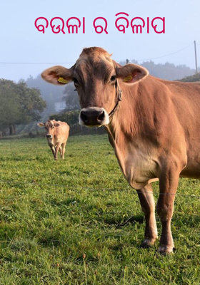 ବଉଳା ର ବିଳାପ