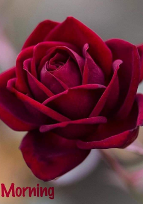 मुझे नफरत है