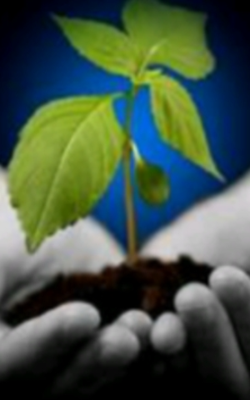 वृक्षवल्ली