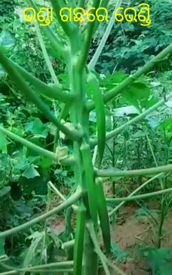 ଭଣ୍ଡା ଗଛରେ ଭେଣ୍ଡି