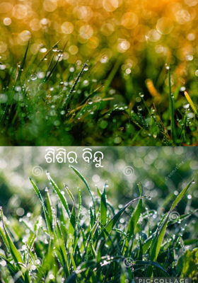 ଶିଶିର ବିନ୍ଦୁ