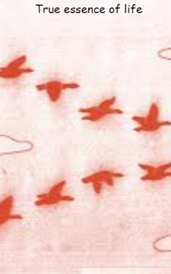 True essence of life