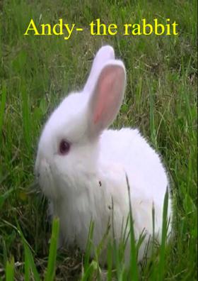 Andy - The Rabbit