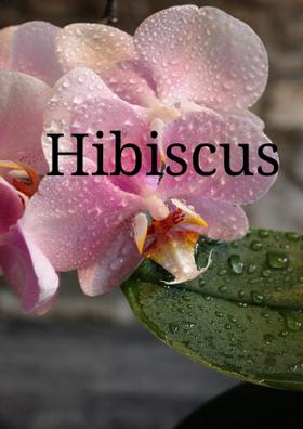 Hibiscus