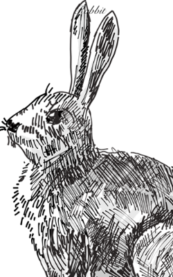 Rabbit
