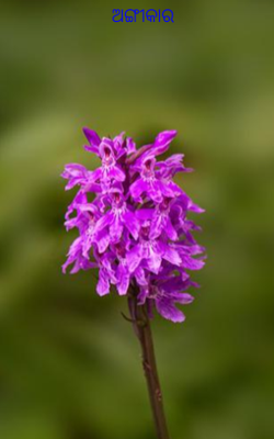 ଅଙ୍ଗୀକାର