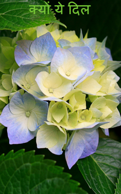 क्यों ये दिल